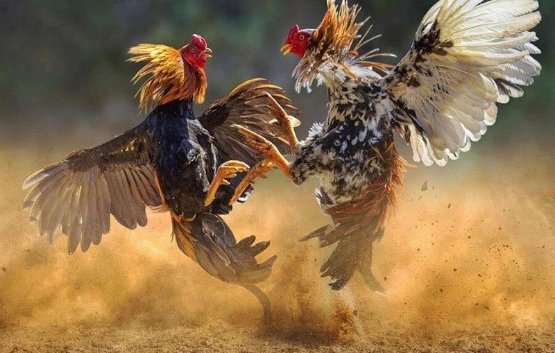 Bí quyết nhận dao vang mien phi dễ dàng cho người mới bắt đầu